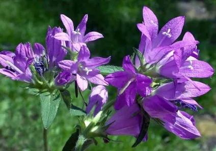 Дзвіночок скупчені на наших клумбах (клумбах) Дзвіночок скупчені на наших клумбах