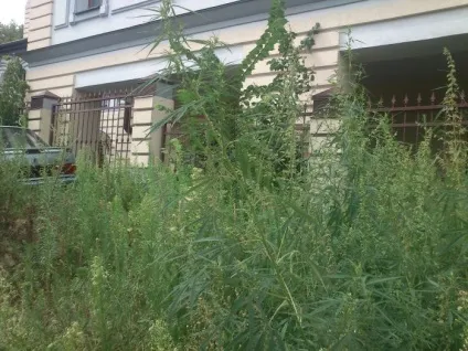 Конопля (дуже цікаво)