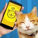 Котячий розмовник - розмовляємо з котом! Для андроїд - завантажити програми на android (котом) Котячий розмовник - розмовляємо з котом! Для андроїд - завантажити програми на android