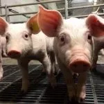 Конверсія корму в птахівництві - cельхозпортал (кормові добавки) Конверсія корму в птахівництві - cельхозпортал