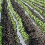 Конверсія корму в птахівництві - cельхозпортал (птахівництві) Конверсія корму в птахівництві - cельхозпортал