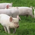 Конверсія корму в птахівництві - cельхозпортал (птахівництві) Конверсія корму в птахівництві - cельхозпортал