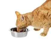 Корм для кішок purina pro plan якісне харчування для вихованця