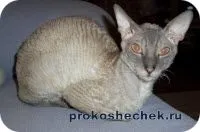 Корніш рекс і годування (корниш) Корніш рекс і годування