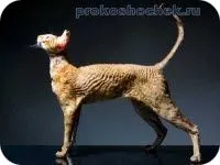 Корніш рекс і годування (рекс) Корніш рекс і годування