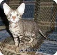 Корніш рекс і годування (рекс) Корніш рекс і годування