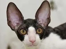 Корніш рекс догляд, утримання і харчування кота (кота) Корніш рекс догляд, утримання і харчування кота