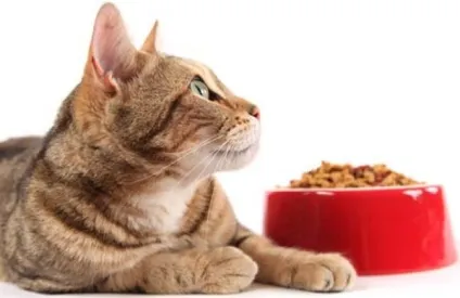Корм для кішок purina pro plan якісне харчування для вихованця