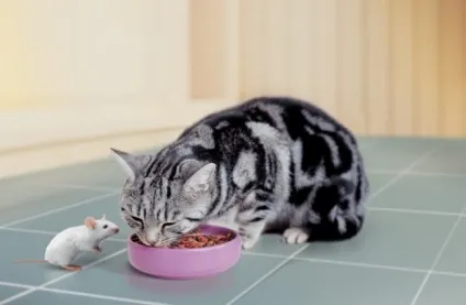 Корм для кішок purina pro plan якісне харчування для вихованця