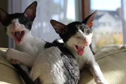 Корніш рекс догляд, утримання і харчування кота (кота) Корніш рекс догляд, утримання і харчування кота