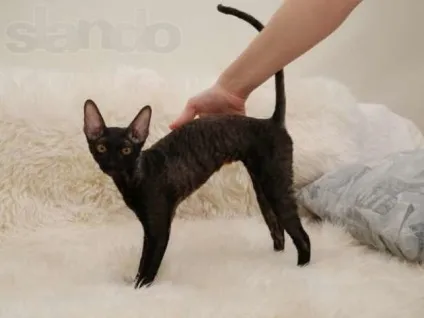 Корніш рекс догляд, утримання і харчування кота (рекс) Корніш рекс догляд, утримання і харчування кота