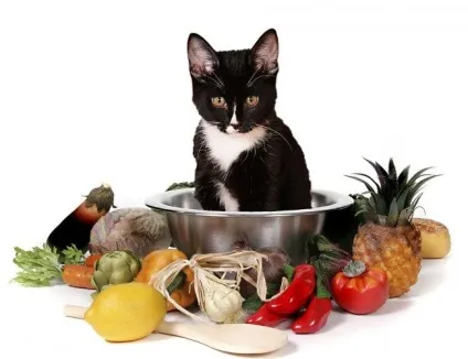Корм для кішок purina pro plan якісне харчування для вихованця