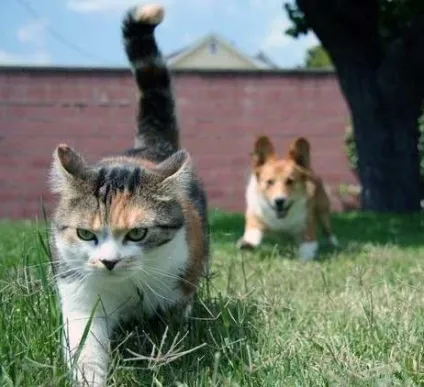 Котячий розмовник в картинках, частина 2 - все найцікавіше! (Котячий) Котячий розмовник в картинках, частина 2 - все найцікавіше!