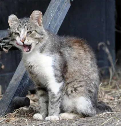 Котячий розмовник в картинках, частина 2 - все найцікавіше! (Розмовник) Котячий розмовник в картинках, частина 2 - все найцікавіше!