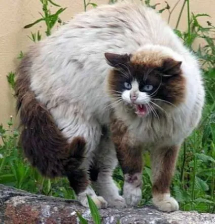 Котячий розмовник в картинках, частина 2 - все найцікавіше! (Котячий) Котячий розмовник в картинках, частина 2 - все найцікавіше!