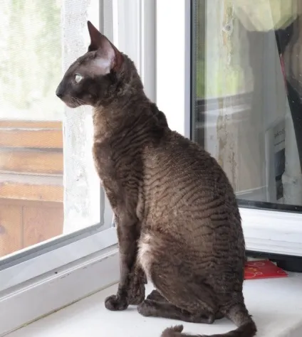 Корніш рекс догляд, утримання і харчування кота (корниш) Корніш рекс догляд, утримання і харчування кота