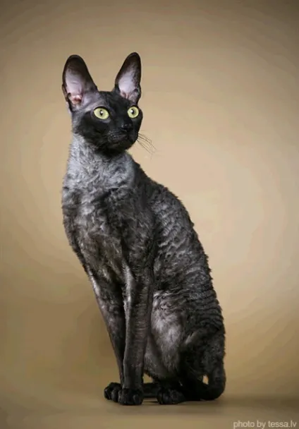 Корніш рекс догляд, утримання і харчування кота (догляд) Корніш рекс догляд, утримання і харчування кота