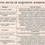 Кошеняті місяць чим годувати, не ходить в туалет по великому, як привчити до туалету і доглядати,
