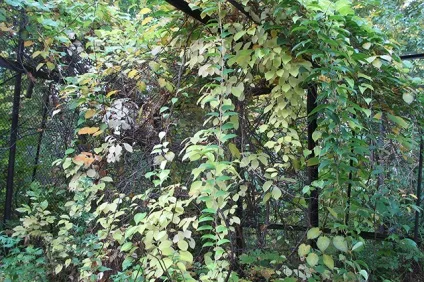 Красиво і корисно