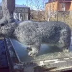 Кролики породи сірий велетень - розведення і утримання (фото) (розведення) Кролики породи сірий велетень - розведення і утримання (фото)