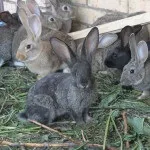Кролики породи сірий велетень - розведення і утримання (фото) (сірий велетень) Кролики породи сірий велетень - розведення і утримання (фото)