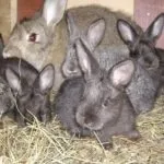 Кролики сірий велетень розведення і утримання в домашніх умовах