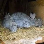 Кролики породи сірий велетень - розведення і утримання (фото) (годування) Кролики породи сірий велетень - розведення і утримання (фото)