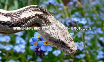 Круглі і овальні виділення в фотошопі, корисні прийоми обробки фото зображень (круглі) Круглі і овальні виділення в фотошопі, корисні прийоми обробки фото зображень