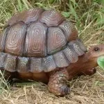 Фігурки своїми руками для саду (51 фото) відео-інструкція як зробити, особливо дерев'яних (фігурки) Фігурки своїми руками для саду (51 фото) відео-інструкція як зробити, особливо дерев'яних