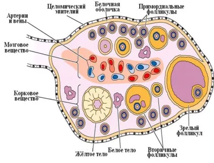 Фолікули в яєчниках норма, кількість (норма) Фолікули в яєчниках норма, кількість