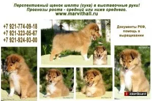Що давати цуценяті щоб встали вуха, мій щеня (встали) Що давати цуценяті щоб встали вуха, мій щеня