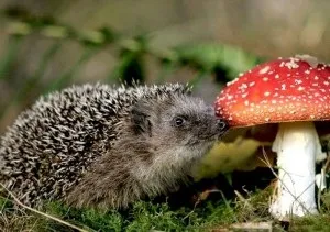 Чим корисний мухомор