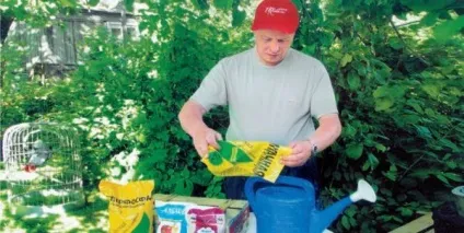 Чим в червні підгодовувати культури в саду і городі (саду) Чим в червні підгодовувати культури в саду і городі