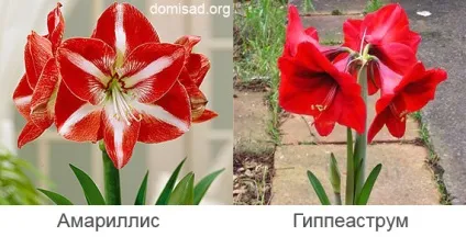Чим відрізняються квіти амариліс та гіппеаструм, фото (відрізняються) Чим відрізняються квіти амариліс та гіппеаструм, фото