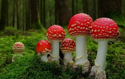 Чим корисний мухомор, здорове життя (лікування народними засобами) Чим корисний мухомор, здорове життя