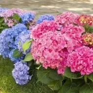 Кукурудза посадка і догляд у відкритому грунті (кукурудза) Кукурудза посадка і догляд у відкритому грунті