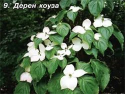 чагарник дерен