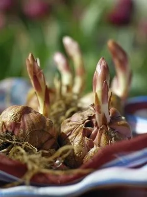 Кущові лілії в вашому саду (лілії) Кущові лілії в вашому саду
