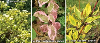 чагарник дерен