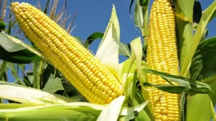 Кукурудза посадка і догляд у відкритому грунті (догляд) Кукурудза посадка і догляд у відкритому грунті