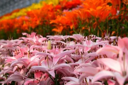 Кущові лілії в саду особливості посадки і догляду - лілія кущова - сад і город (вирощування кущових лілій) Кущові лілії в саду особливості посадки і догляду - лілія кущова - сад і город