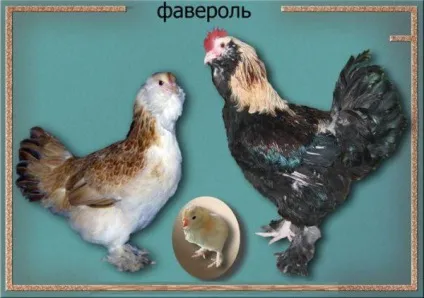 Курки породи фавероль, опис, фото, відгуки (фавероль) Курки породи фавероль, опис, фото, відгуки