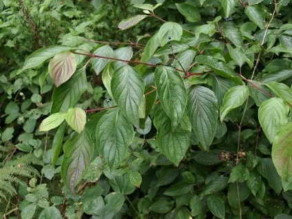 Чагарник дерен види, посадка, догляд (чагарник) Чагарник дерен види, посадка, догляд