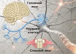 Лікування захворювань периферичної нервової системи