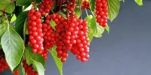 Лікування раку нирки народними засобами рецепти