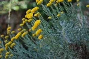 Лікування судин народними засобами (лікування) Лікування судин народними засобами
