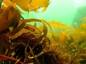 Ламінарія сушена корисні властивості водоростей, інструкція із застосування (ламінарія сушена як вживати) Ламінарія сушена корисні властивості водоростей, інструкція із застосування