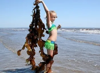 Лікувальні властивості, користь і шкода морської капусти (водорості ламінарія) (суха ламінарія користь) Лікувальні властивості, користь і шкода морської капусти (водорості ламінарія)
