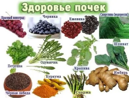 Лікування раку нирки народними засобами рецепти