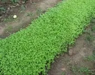 Лілія вирощування і догляд у відкритому грунті